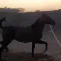 مادیان کره پلنگ دورانی نوه انسیاتور افسانه ای