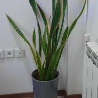 سانسوریا ابلق شمشیری
