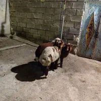 سلام 3عدد بره نر