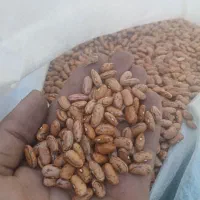 لوبیا قرمز و چیتی و عدس|خوردنی و آشامیدنی|اندیمشک, |دیوار