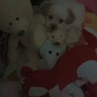 واگذاری سگ‌ پاکوتاه شیتزو شناسنامه دار