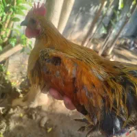 خروس تزئینی (ژاپنی)