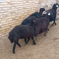 بره نر پای پروار قره چال قره قزل افشار میش قوچ
