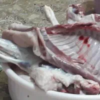 قصاب در محل،سلاخی،گوسفند زنده|حیوانات مزرعه|قم, نیروگاه|دیوار