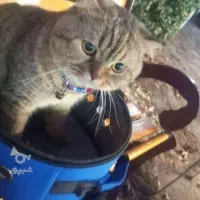 گربه اسکاتیش