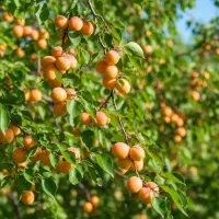 بهـاری سبز با صنــوبــر تخــفــیفدار شروع کن|خدمات باغبانی و درختکاری|خمین, |دیوار