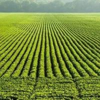 زمین خالی کشاورزی