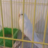 عروس هلندی تک و جفت