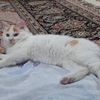 واگذاری گربه