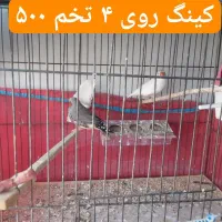 فنج مولد روی تخم و جوجه|پرنده|قزوین, |دیوار