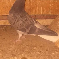 کفتر|پرنده|اصفهان, باتون|دیوار