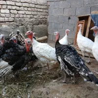 بوقلمون نر وخروس تعدادبالا فروشی|حیوانات مزرعه|کاشان, مشکات|دیوار