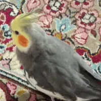پرنده گمشده