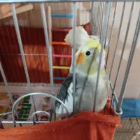 پرنده|پرنده|پردیس, فاز ۸|دیوار