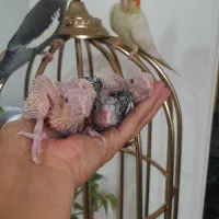 عروس هلندی سرلاکی سخنگو