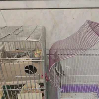 حیوان خانگی|پرنده|اصفهان, ملک|دیوار