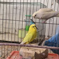 مرغ عشق ۷ عدد|پرنده|مرودشت, گندم‎|دیوار