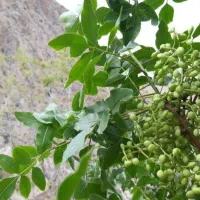 بنه سبز|خوردنی و آشامیدنی|کوهسرخ, |دیوار