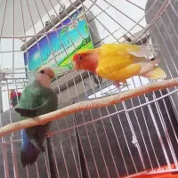 کوتوله برزیلی