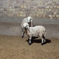 میش با بره نر|حیوانات مزرعه|رفسنجان, |دیوار