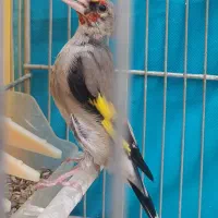 سهره کرمونی مس خون|پرنده|مشهد, شهرک مهر آباد|دیوار