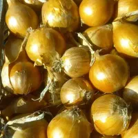 سرزمین پیاز درجه یک