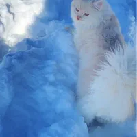 گربه میکس پرشین