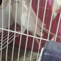 عروس هلندی|پرنده|قوچان, |دیوار