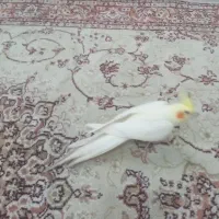 عروس هلندی