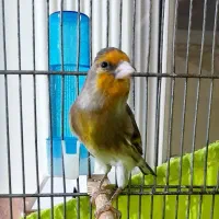 سهره قناری ۵ ماهه دهن لر فلوتی بیات در رزن