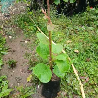 نهال کیوی پیوندی  هایوارد