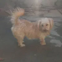 پاکوتاه شیتزو|سگ|تبریز, |دیوار