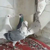 کفتر پرشی|پرنده|فرح دشت, |دیوار