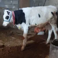 گوساله نر|حیوانات مزرعه|قلعه شاهین, |دیوار