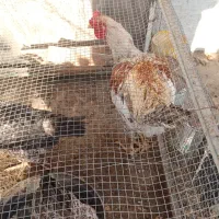 مرغ و خروس|حیوانات مزرعه|کنارک, |دیوار