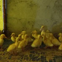 جوجه اردک محلی ۸روزه