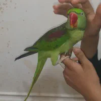 شاه طوطی