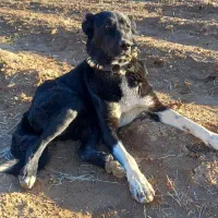 سگ قدر جون|سگ|لردگان, |دیوار