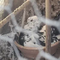 کبوتر چتری پا پر