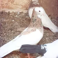 طوقی نر