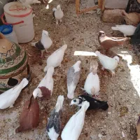 کفتررنگی