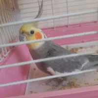 عروس هلندی نر