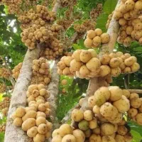 نهال نایاب لانگست خوشه ای|گل و گیاه طبیعی|تهران, بوستان چیتگر|دیوار