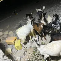 نری کوچک و بزرگ