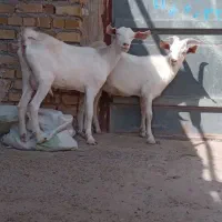 یک راس بزسانن زاییده بابزغاله ۳۰کیلویی