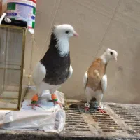 دوتا طوقی نر