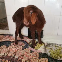 بره ماده
