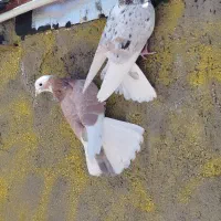 کبوتر استثنایی