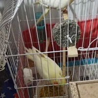 فروش یک جفت عروس هلندی مولد با یکی نر شور بدون قفس