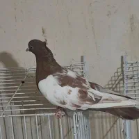 سینه سرخ ماده|پرنده|خورموج, |دیوار